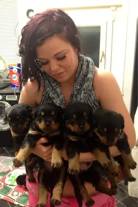 Rottweiler Pedigree Puppies For Sale